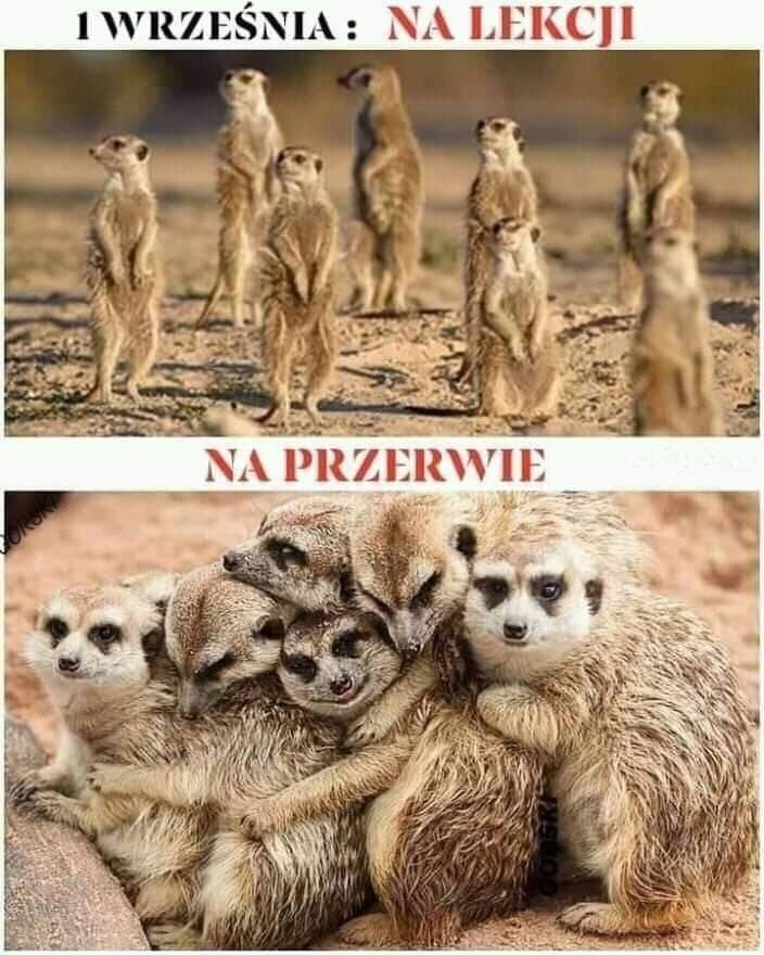 Memy o szkole w dobie koronawirusa.