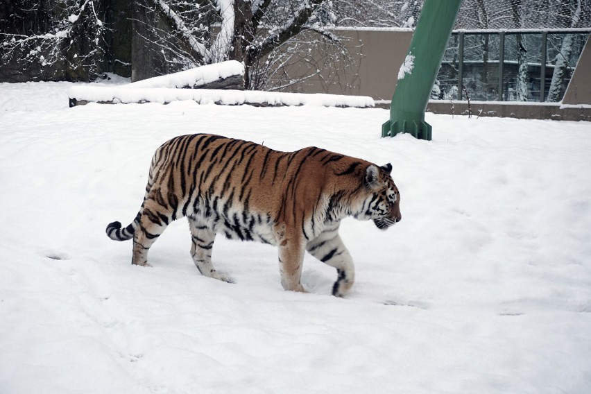 Awantury w łódzkim zoo. Które zwierzęta są największymi awanturnikami?