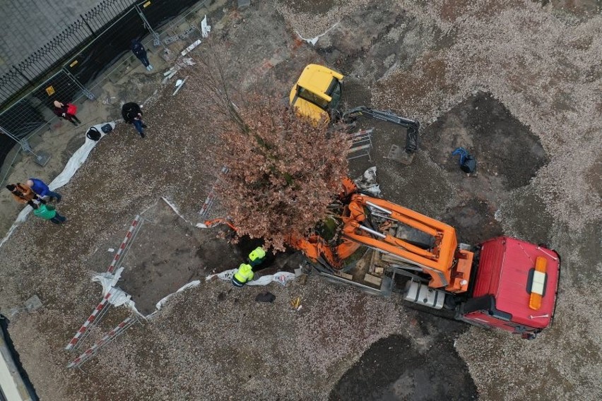 Kraków. Niesamowite! Zamiast wycinać, posadzili nowe drzewo. I to w centrum miasta