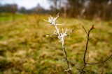 Krakowianie rok temu zasadzili Las Prawiek, upamiętniający przyznanie literackiego Nobla Oldze Tokarczuk. Jak wygląda dziś?