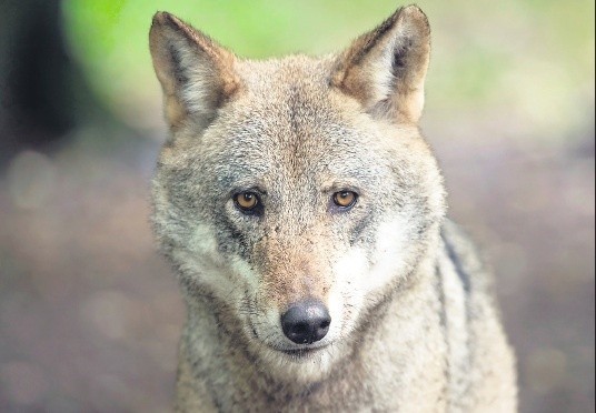 W naszym województwie żyje kilkanaście wilków. Boją się ludzi. Atakują przeważnie zwierzęta dzikie. Są podejrzenia, że w Załomiu raniły również konie.
