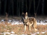 Wilki zagryzają zwierzęta pomorskim rolnikom. W tym roku liczenie tych zwierząt (wideo)