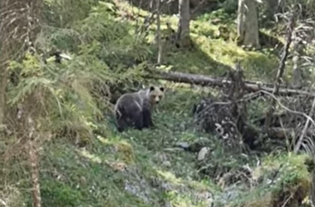 Niedźwiedź w Dolinie Kościeliskiej