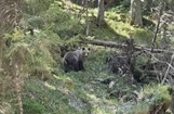 Majówka z niedźwiedziami w Dolinie Kościeliskiej. Pojawiały się często. Turysta nagrał film
