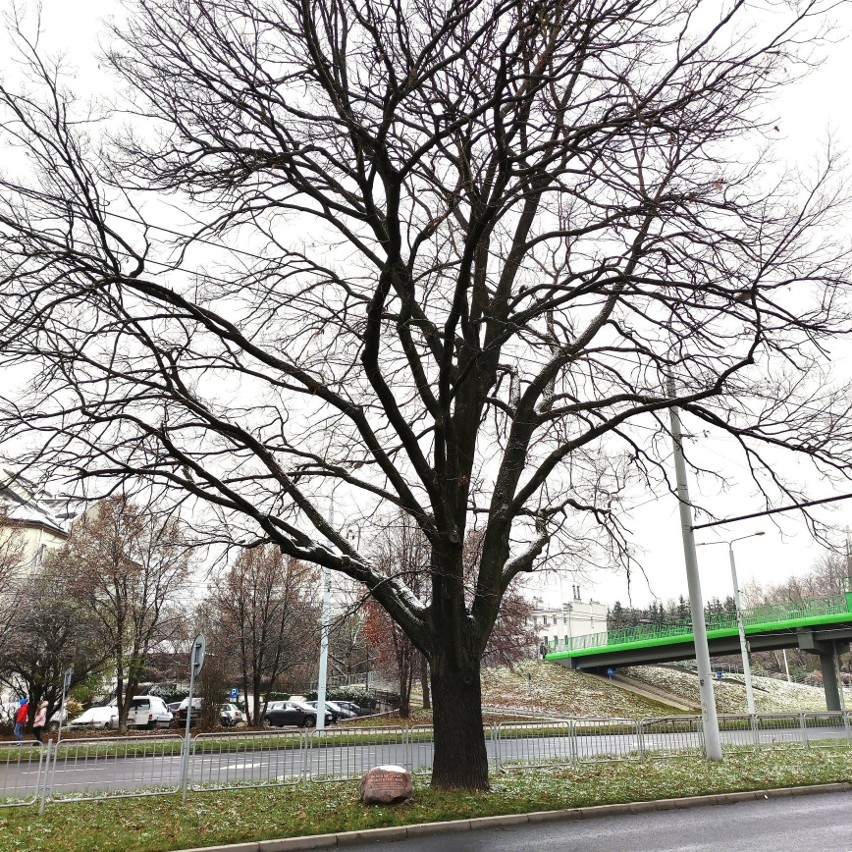 Dąb z Lublina znalazł się w finale konkursu Drzewo Roku 2021