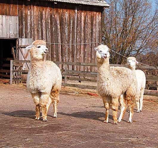 Bujenka – hodowla alpak (zwierząt z rodziny...