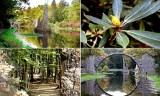Ogród Rododendronów w Niemczech w obiektywie naszego fotoreportera. Malowniczy park krajobrazowy tuż obok polskiej granicy [ZDJĘCIA] 