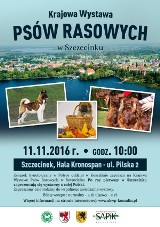 Pieski debiut Szczecinka. Wystawa psów rasowych nad Trzesieckiem