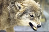 W Przysłupiu w Bieszczadach wilk pogryzł dzieci. Dlaczego? Takiego przypadku nie było od lat