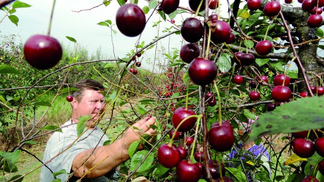 Wojciech Duk w swoim wiśniowym sadzie ma mnóstwo owoców. Jednak to nie zapewnia dobrobytu, bo ich zbiór się nie opłaca
