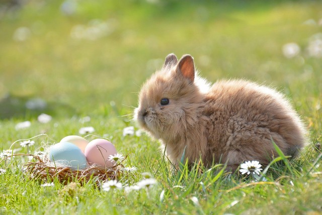 Aby Wielkanoc w tym właśnie roku, nadeszła z dużym sukcesem u Waszego boku. Aby życie układało Wam się zdrowo, zarówno prywatnie, jak i zawodowo. Jak najwięcej chwil radosnych i przepięknej wiosny!