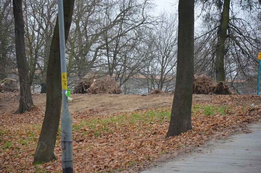 Wycinają wielkie drzewa nad Odrą. Czy zgodnie z prawem? (ZDJĘCIA)