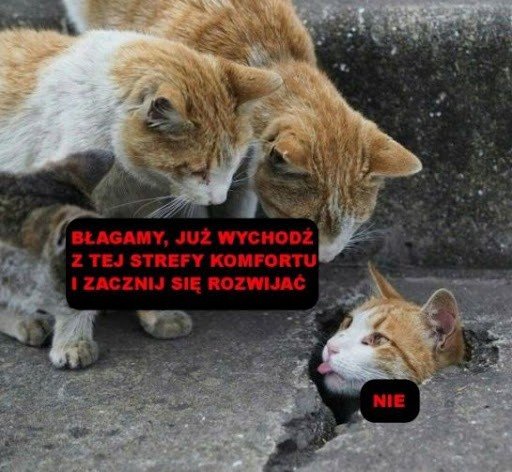 Typowy kot. Najlepsze memy i obrazki o kotach. Śmieszne