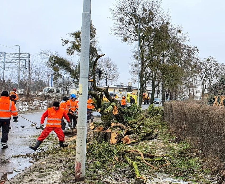 Mieszkańcy od 2019 roku próbowali zablokować wycinkę blisko...