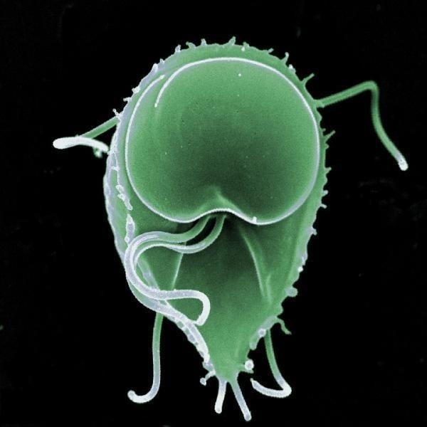 Lamblia (Giardia duodenalis) to pierwotniak pasożytujący głównie w jelitach (głównie w dwunastnicy i przewodach żółciowych).