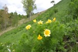 Miłki wiosenne już kwitną na Ponidziu. To nasz unikalny symbol wiosny