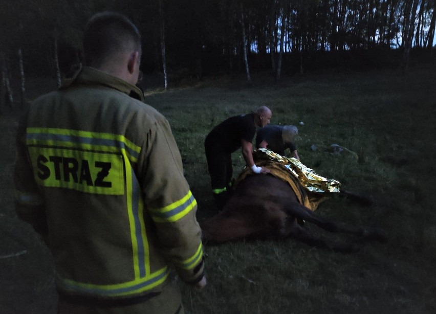 Wczoraj (10.09.2021) wieczorem strażacy ratowali konia,...