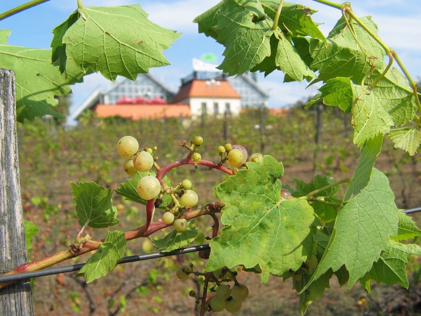 2003. Zielona Góra Winne Wzgórze