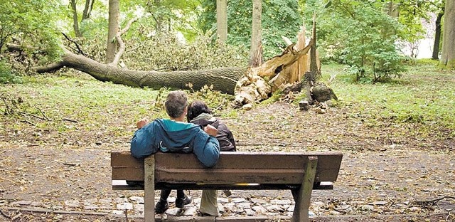 To powalone drzewo nie stanowi niebezpieczeństwa. Ale w parku jest też wiele ułamanych konarów, które wciąż zwisają z drzew. A to już poważne zagrożenie dla ludzi. 