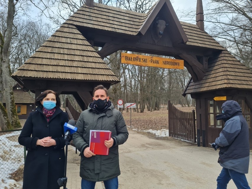 Białowieża. Posłowie Lewicy przeciw wycinaniu drzew w Puszczy Białowieskiej. Chcą by cała Puszcza była parkiem (zdjęcia)