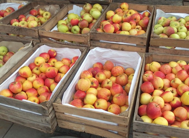 Darmowe jabłka stały się kością niezgody w Lipiu, w gminie Brody