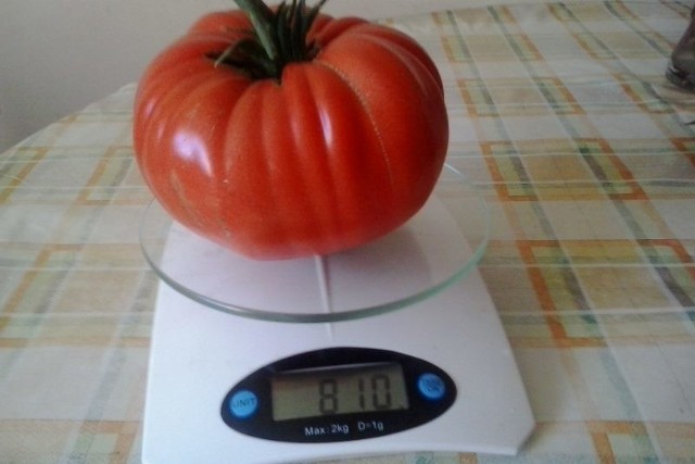 Pomidor - gigant z Maliny.