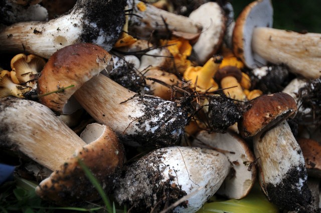 We wrześniu grzybów w lasach nie brakujeO czyszczenie grzybów trzeba zadbać zaraz po ich zerwaniu.
