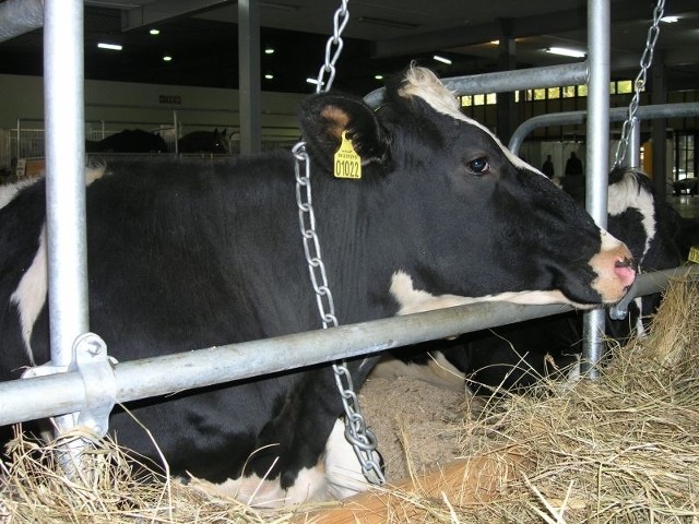 W nowoczesnych oborach krowy mają zapewniony dobrostan