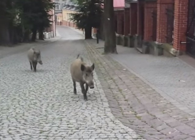 Dziki pojawiają się nawet w centrum Przemyśla. Nz. dziki w okolicach katedry.