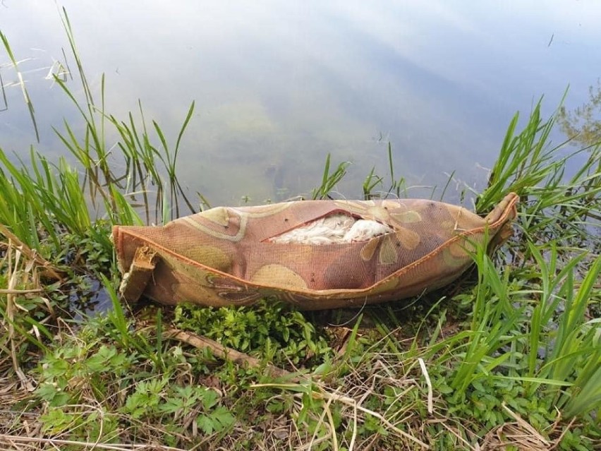 Makabra na stawach w Leśnicy. Bestialsko zabity pies