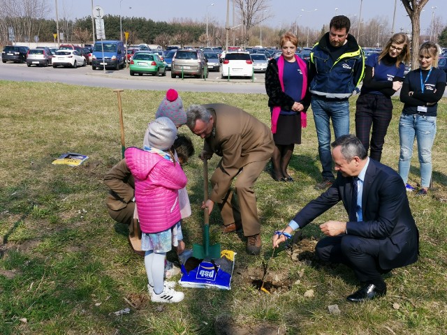 Prezes Enea Elektrowni Połaniec Lech Żak sadzi dąb z maluchami z Przedszkola Publicznego Filia numer 2 w Połańcu.