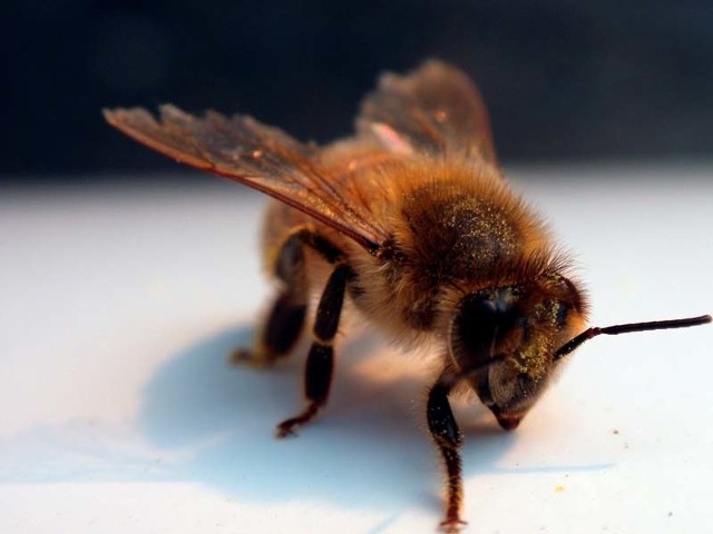 Według Litwina to pszczoła spowodowała wypadek
