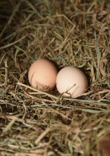 Czy smog może zatruć jaja z ekologicznej hodowli?