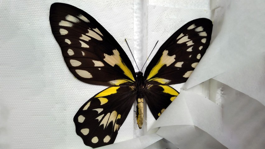 W przesyłce z Kazachstanu odkryto rzadkie motyle.
