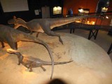 Otwarcie wystawy paleontologicznej w starachowickim muzeum. Co się zmieniło?