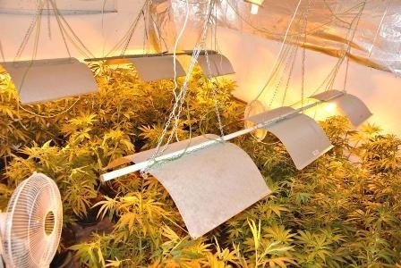 Plantacja marihuany w Szadku [zdjęcia]