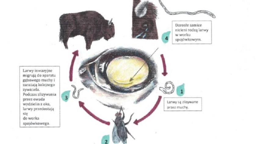 Jest zgoda na odstrzał żubrów w Bieszczadach. Zwierzęta trapi ciężka choroba. Telazjoza zagraża całej populacji [ZDJĘCIA]