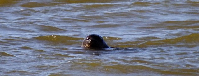Rok temu nerpa  foka obrączkowana) odwiedziła nabrzeże stoczniowe w Gdańsku .