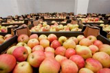 Ceny skupu owoców w firmie Döhler są ustalane w sposób niejasny dla rolników? UOKiK ma zastrzeżenia