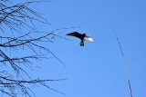 Jastrząb odstrasza ptaki w parku na Rynku we Włoszczowie (ZDJĘCIA, WIDEO)
