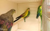 Wystawa papużek, kanarków i amadynek w Łódzkim Domu Kultury