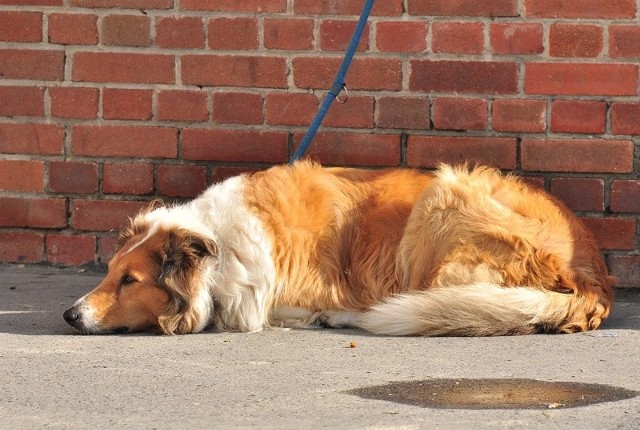 Pies należący do mieszkańca miejskich osiedli w Tarnobrzegu od stycznia będzie kosztował swojego właściciela 50 złotych. Na osiedlach rolniczych za trzymanie psa podatku płacić nie trzeba.