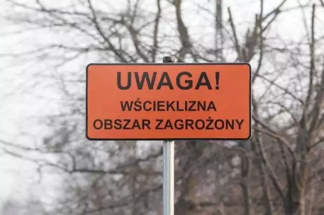 Wścieklizna w Wielkopolsce! Gdzie uważać?