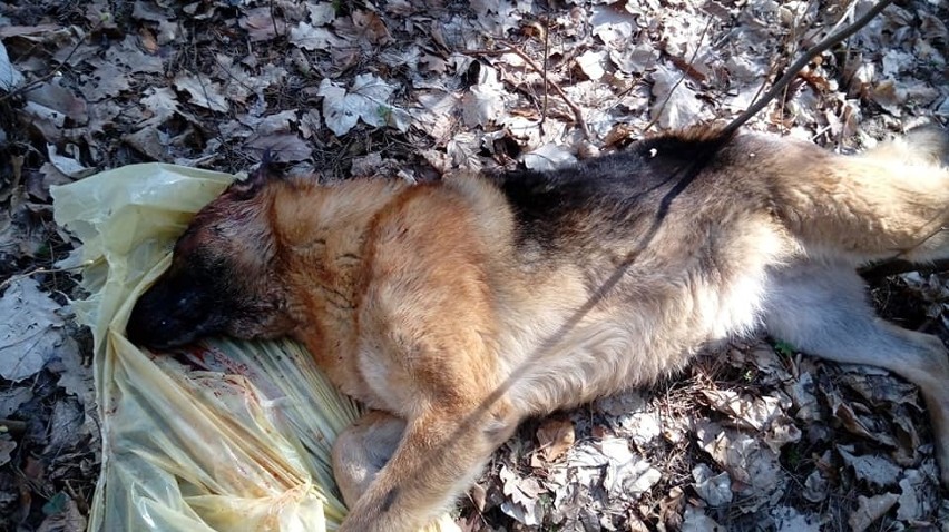Skatowany pies porzucony w lesie w Mostach, w gminie Chęciny. Uwaga! Drastyczne zdjęcia