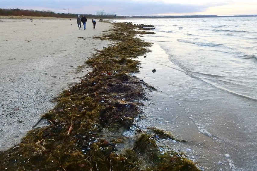 Świnoujście: Bursztynowe szaleństwo na plaży [ZDJĘCIA, WIDEO]