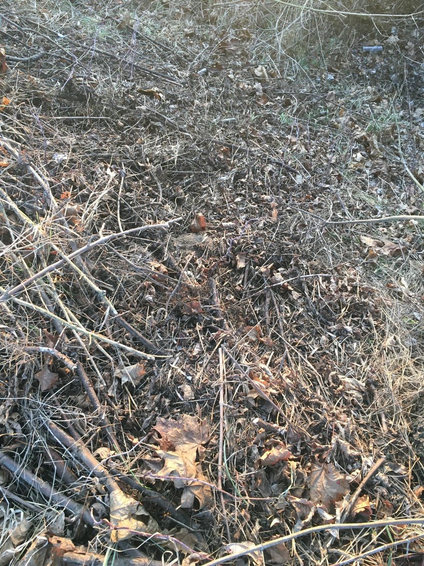 Bobrowniki Wielkie. Ktoś brutalnie skatował psa. Policja szuka sprawcy [ZDJĘCIA]