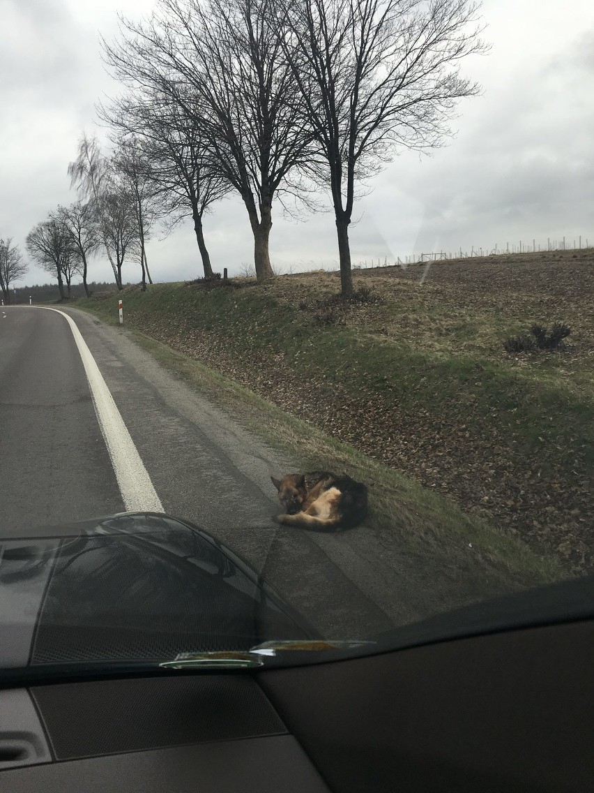 Pies leżał na poboczu ruchliwej drogi przed Przemyślem. Na...