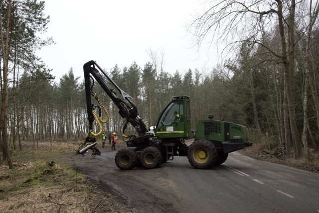 Mierzeja Wiślana. Wyrąb lasu pod teren budowy przekopu Mierzei Wiślanej [15.02.2019]