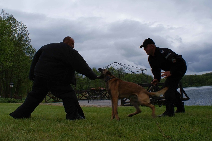 Egzamin dla policyjnych psów z zachodniopomorskiego [zdjęcia]