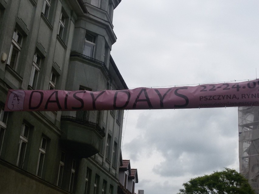 Rynek w Pszczynie na Daisy Days zmienił się w ogród